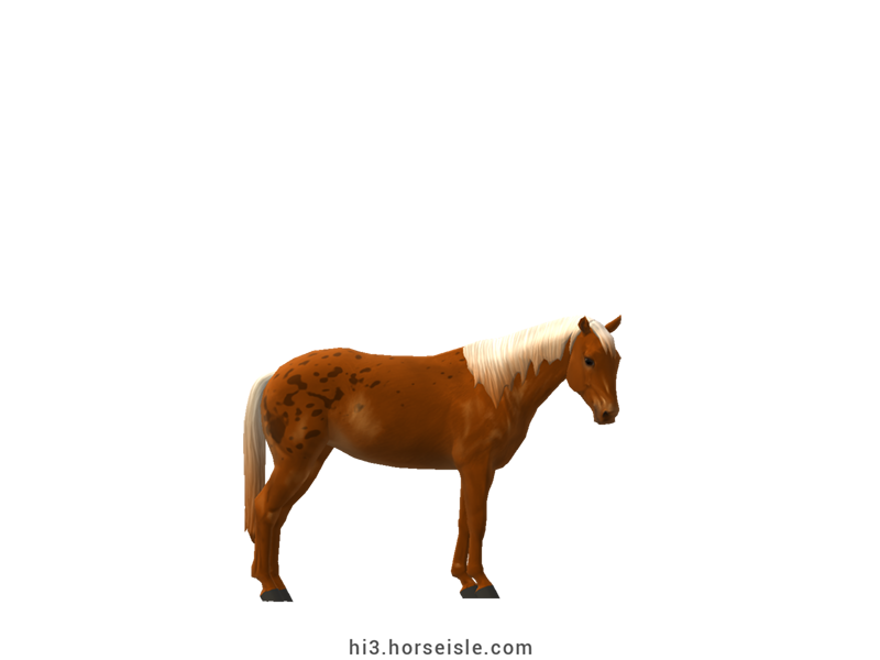 Belgian Riding Pony Flaxen Chestnut Bend-or Coat